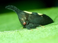 Enchenopa binotata complex