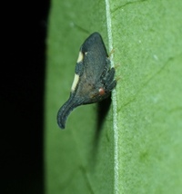 Enchenopa binotata complex