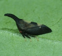 Enchenopa binotata complex