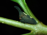 Enchenopa binotata complex
