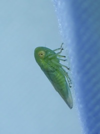 Idiocerus nervatus