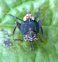Jikradia olitoria