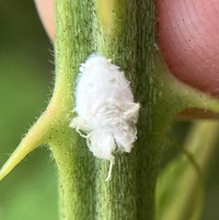 Metcalfa pruinosa