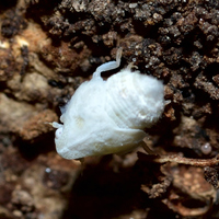 Metcalfa pruinosa