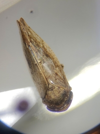 Paraphlepsius continuus