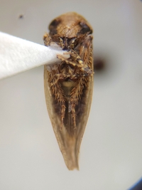 Paraphlepsius continuus