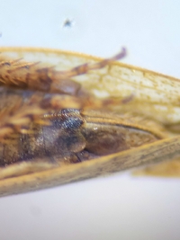 Paraphlepsius continuus