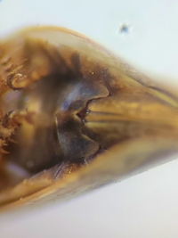 Paraphlepsius continuus
