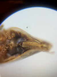 Paraphlepsius continuus