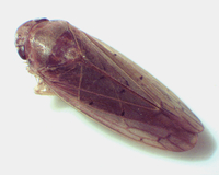 Ponana aenea
