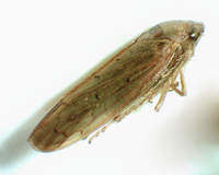 Ponana aenea