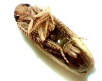 Ponana aenea