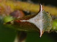 Stictocephala albescens
