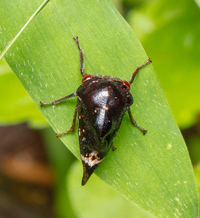 Telamona compacta