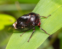 Telamona compacta