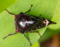 Telamona compacta