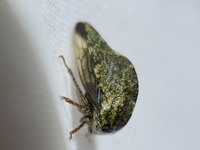 Telamona westcotti
