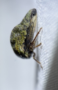 Telamona westcotti