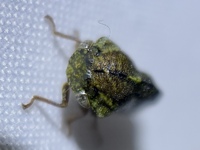 Telamona westcotti