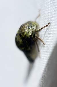 Telamona westcotti