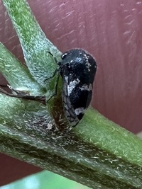 Vanduzea triguttata