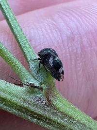 Vanduzea triguttata