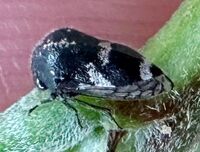 Vanduzea triguttata