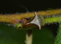 Stictocephala albescens