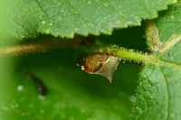 Stictocephala albescens