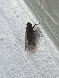 Pentastirini unidentified species