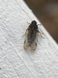 Pentastirini unidentified species