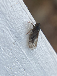 Pentastirini unidentified species