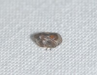 Clastoptera obtusa