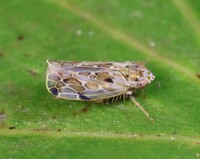 Crumbana arundinea