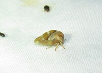 Cyrtolobus clarus