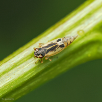 Evacanthus ustanucha