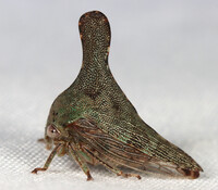 Glossonotus acuminatus