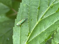 Graphocephala fennahi
