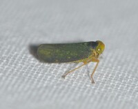 Jikradia olitoria