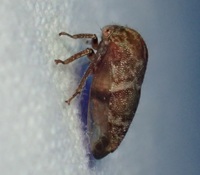 Ophiderma definita