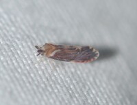 Patara vanduzei