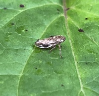 Philaenus spumarius