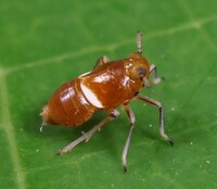 Pissonotus binotatus