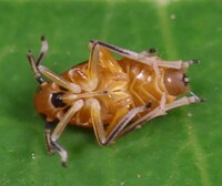 Pissonotus binotatus