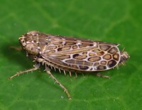 Polyamia weedi