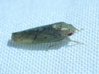 Ponana quadralaba