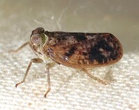 Thionia bullata
