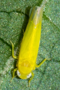 Alebra aurea
