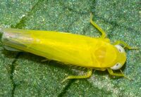 Alebra aurea
