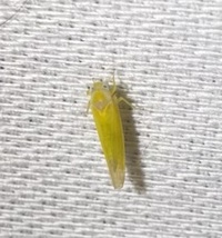 Alebra elegans